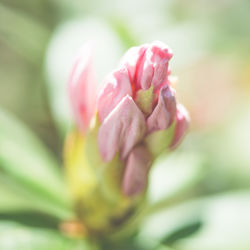 Close-up of pink flowering plant