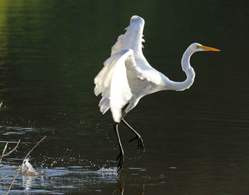 White bird on a lake