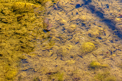 High angle view of a turtle