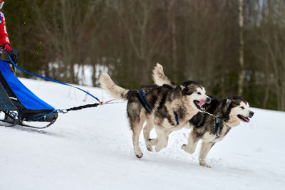 Husky sled dog racing. winter dog sport sled team competition. siberian husky dogs running