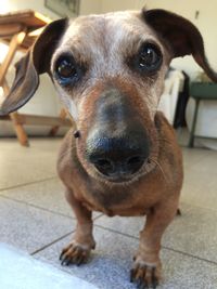 Close-up portrait of dog at home