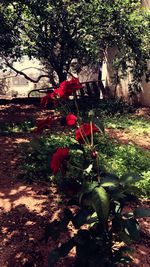 Flowers growing on tree