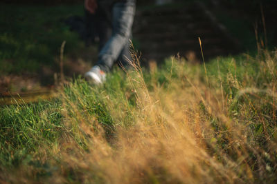 Close-up of grassy field