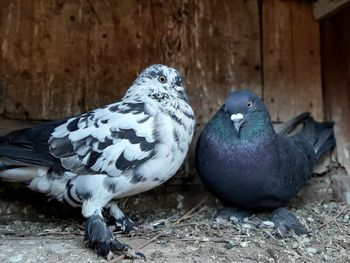 Close-up of birds perching on wood