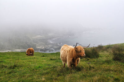 Sheep in a field