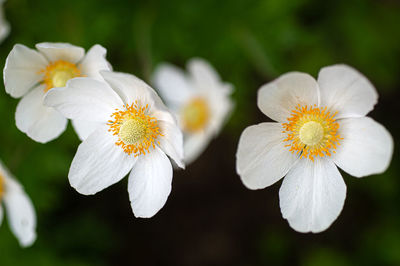 Close-up of white flowering plant