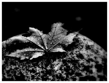 Close-up of maple leaf during autumn