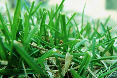 Close-up of fresh green grass in field