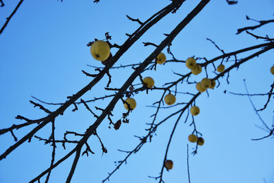 Low angle view of berries on tree against sky