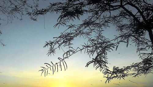 Low angle view of silhouette tree against sky at sunset