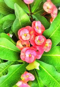 Close-up of pink flowers