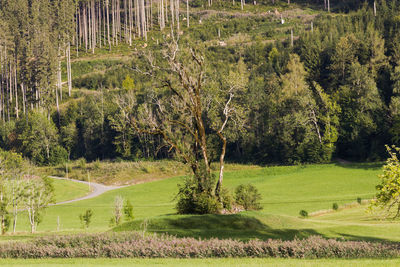 Scenic view of grassy field