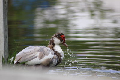 Duck splashing water in lake