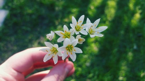 Close-up of hand holding flowers