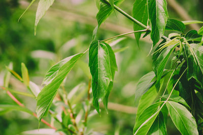 Close-up of green leaves