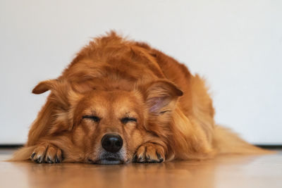 Close-up portrait of a dog over white background