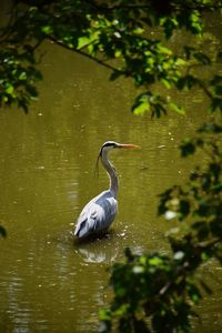 View of a bird in lake