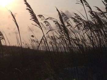 Plants growing on field at sunset