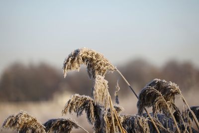 Close-up of plants growing on field against sky