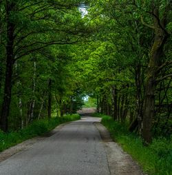 Empty road in forest