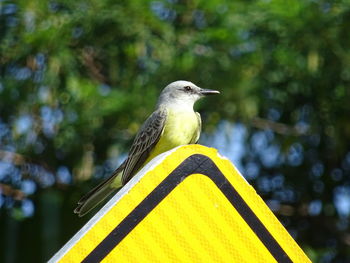 Close-up of bird perching on a trafico sign