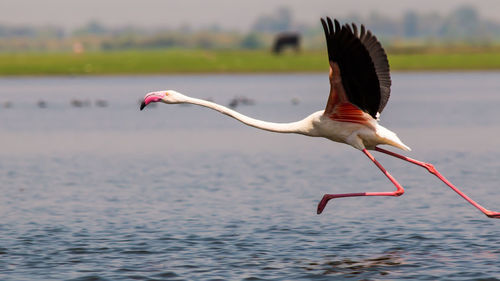 Bird flying over water