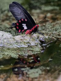 Close-up of butterfly on leaf