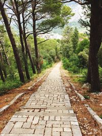 Empty road amidst trees in forest