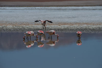 Flamingos in lake