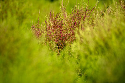 Close-up of plants