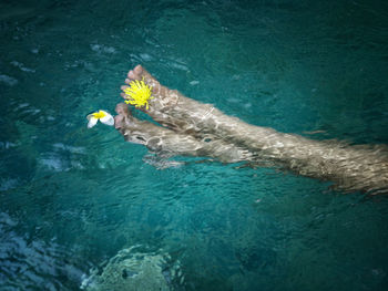 High angle view of turtle swimming in water