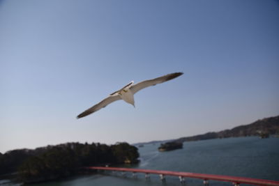 Seagull flying over sea against sky