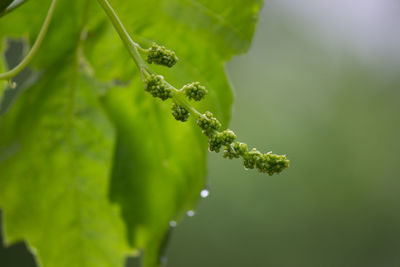 Close-up of water drops on plant