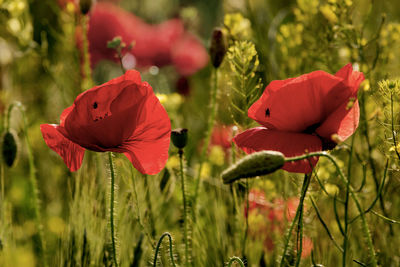 Close-up of red poppy flowers growing on field