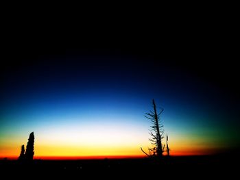 Silhouette bare tree on field against clear sky at night