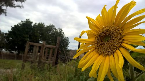 Close-up of flower in field