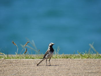 View of bird on field