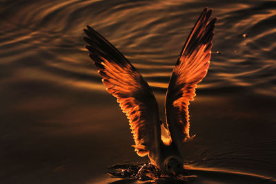 Close-up of bird flying over water