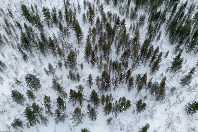 Pines on snow-capped mountains in lapland