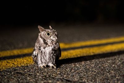 Close-up of bird