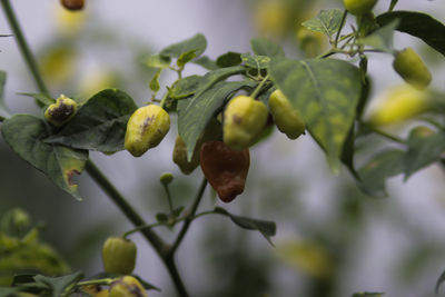 Fresh cayenne pepper or cabai rawit or devil's chilies hanging on the tree in the fields.