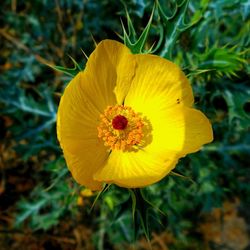 Close-up of yellow flower