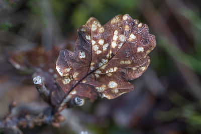 Close-up of dried autumn leaves