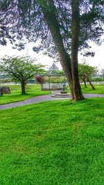 Trees in park