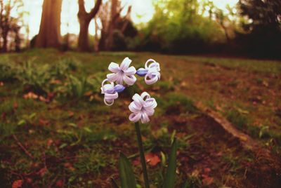 Close-up of flower blooming in garden