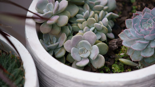 High angle view of succulent plants in potted plant