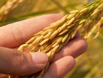 Paddy seeds on the hand