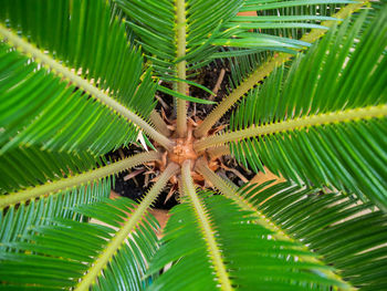 Close-up of spider on plant