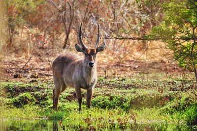 Deer standing in a field
