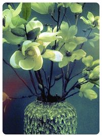 Close up of water lily in pond